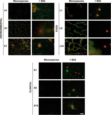 Architectural Features and Resistance to Food-Grade Disinfectants in Listeria monocytogenes-Pseudomonas spp. Dual-Species Biofilms